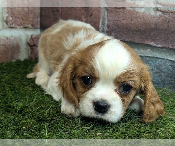 Medium Photo #13 Cavalier King Charles Spaniel Puppy For Sale in MOBERLY, MO, USA