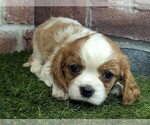 Small #12 Cavalier King Charles Spaniel