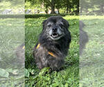 Small #1 Pekingese Mix
