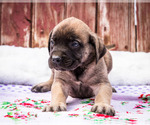 Small Photo #14 Mastiff Puppy For Sale in WAKARUSA, IN, USA