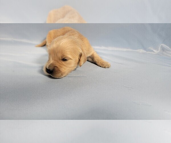 Medium Photo #43 Golden Retriever Puppy For Sale in BLACK FOREST, CO, USA