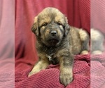 Puppy Puppy 3 Tibetan Mastiff