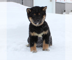 Small Photo #3 Shiba Inu Puppy For Sale in CANTON, SD, USA
