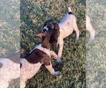 Small Photo #4 German Shorthaired Pointer Puppy For Sale in MORTON, MS, USA