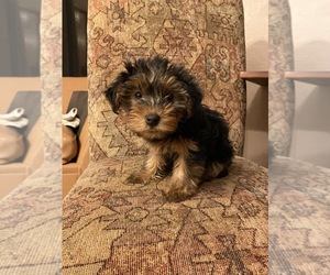 Yorkshire Terrier Puppy for sale in CAVE CREEK, AZ, USA