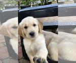 Small Photo #7 Golden Retriever Puppy For Sale in EAST FREEHOLD, NJ, USA