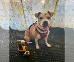 Small #5 American Pit Bull Terrier Mix