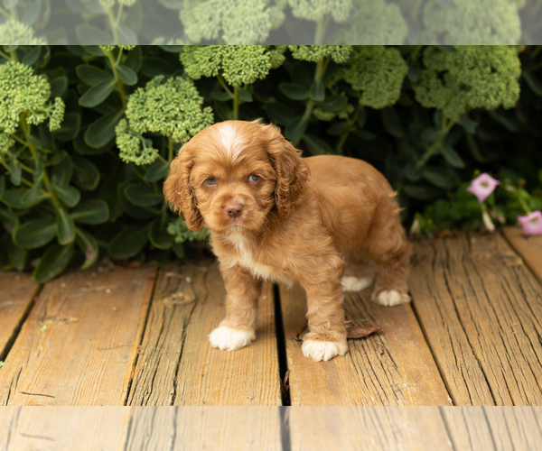 Medium Photo #31 Cocker Spaniel Puppy For Sale in NAPPANEE, IN, USA