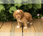 Small #30 Cocker Spaniel