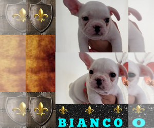 French Bulldog Puppy for sale in HEATHROW, FL, USA