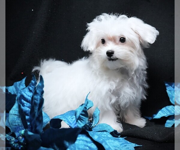Medium Photo #5 Maltese Puppy For Sale in ROCK VALLEY, IA, USA