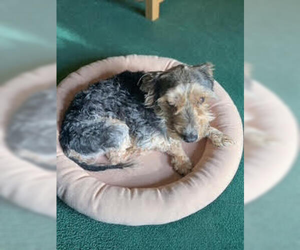 Medium Photo #3 Mutt Puppy For Sale in Aurora, CO, USA