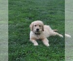 Small #8 Golden Retriever