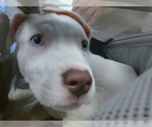 American Staffordshire Terrier Dogs for adoption in Oklahoma City, OK, USA
