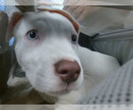 Small American Staffordshire Terrier