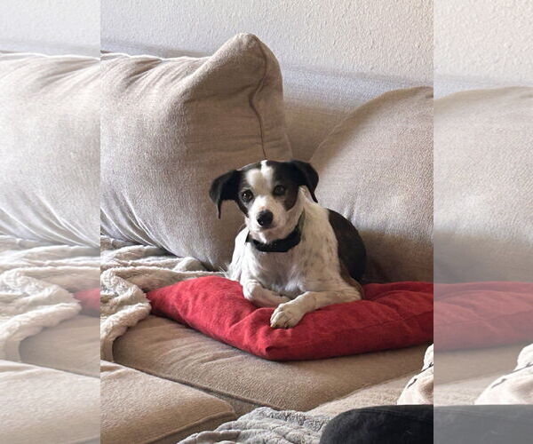 Medium Photo #7 Jack-Rat Terrier Puppy For Sale in Chandler, AZ, USA