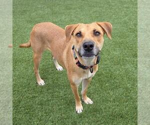 Lanna - Female Chihuahua-Unknown Mix Dog for Adoption - Photo #8