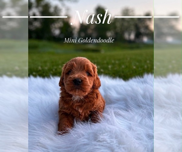 Medium Photo #11 Goldendoodle (Miniature) Puppy For Sale in LANSING, IL, USA