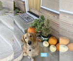Small Photo #1 Golden Retriever Puppy For Sale in MEDFORD, OR, USA