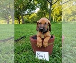 Puppy 1 Bloodhound