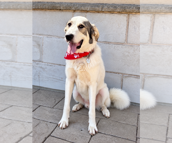 Medium Photo #1 Great Pyrenees-Unknown Mix Puppy For Sale in Euless, TX, USA
