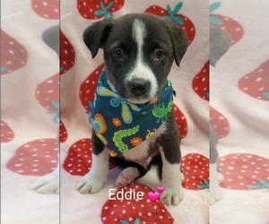 Mutt Dogs for adoption in SHERBURNE, NY, USA