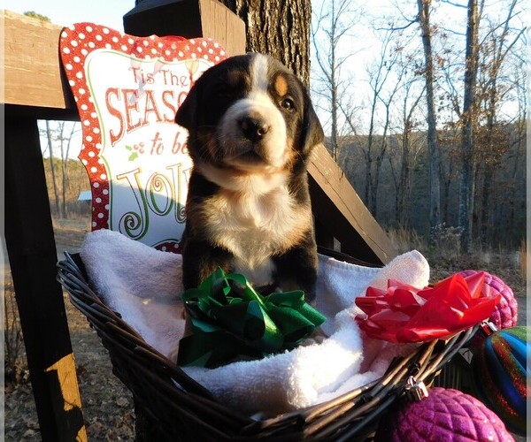 Medium Photo #4 Greater Swiss Mountain Dog Puppy For Sale in CLINTON, AR, USA