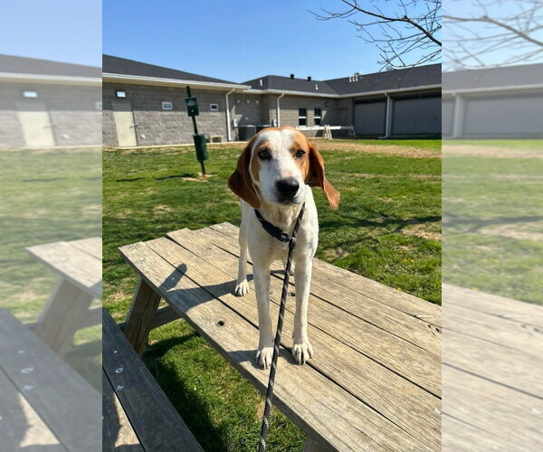 Medium Photo #2 Mutt Puppy For Sale in Evansville, IN, USA