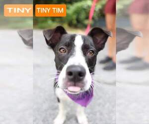 Dachshund-Labrador Retriever Mix Dogs for adoption in Melrose, FL, USA