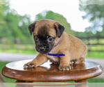 Small Photo #4 Jug Puppy For Sale in LIBERTY, KY, USA