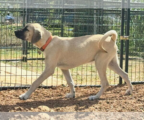 Medium Photo #12 Anatolian Shepherd-Rhodesian Ridgeback Mix Puppy For Sale in Higley, AZ, USA