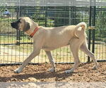 Small #11 Anatolian Shepherd-Rhodesian Ridgeback Mix
