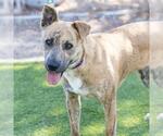 Small American Pit Bull Terrier