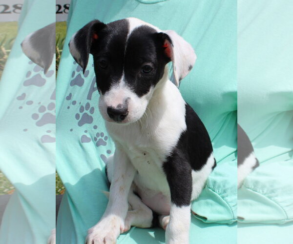 Medium Photo #2 Catahoula Leopard Dog-Labrador Retriever Mix Puppy For Sale in Prattville, AL, USA