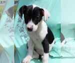 Small #1 Catahoula Leopard Dog-Labrador Retriever Mix