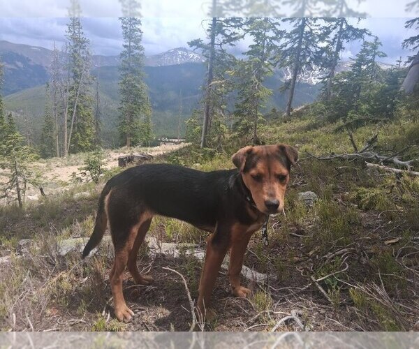 Medium Photo #5 Beagle-Unknown Mix Puppy For Sale in Lakewood, CO, USA
