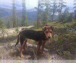 Small Photo #5 Beagle-Unknown Mix Puppy For Sale in Lakewood, CO, USA