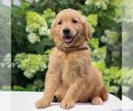 Small #2 Golden Retriever