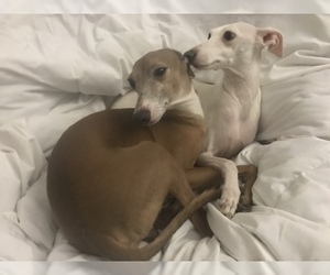 Father of the Italian Greyhound puppies born on 08/24/2019