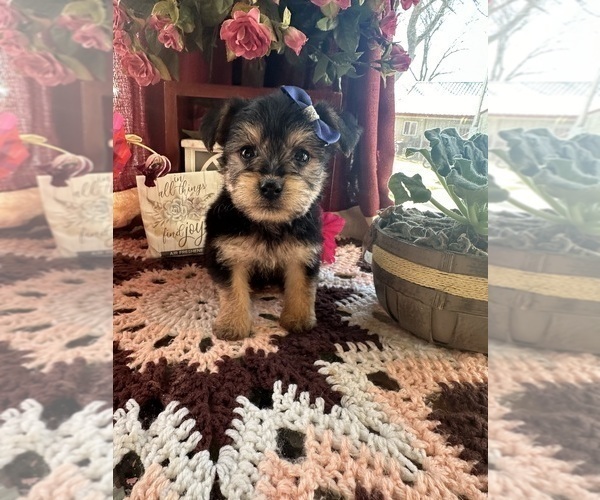 Medium Photo #9 YorkiePoo Puppy For Sale in BARNETT, MO, USA
