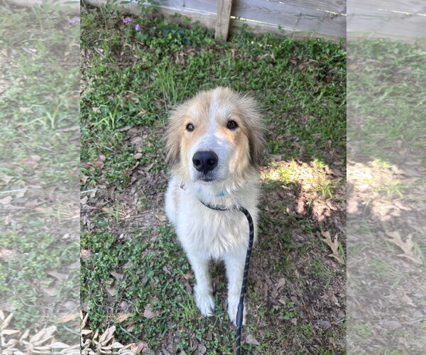 Medium Photo #8 Great Pyrenees Puppy For Sale in Spring, TX, USA