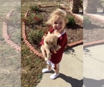 Small Photo #30 Golden Retriever Puppy For Sale in HIDDENITE, NC, USA