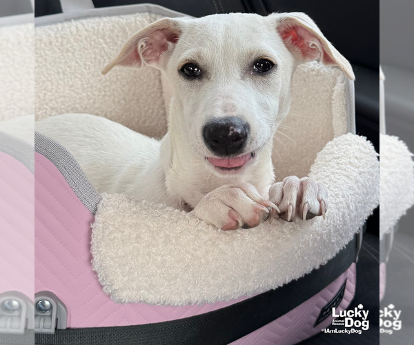 Medium Photo #5 Labrador Retriever-Unknown Mix Puppy For Sale in Washington, DC, USA