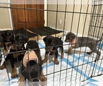 Small Photo #11 Doberman Pinscher Puppy For Sale in LOS ANGELES, CA, USA