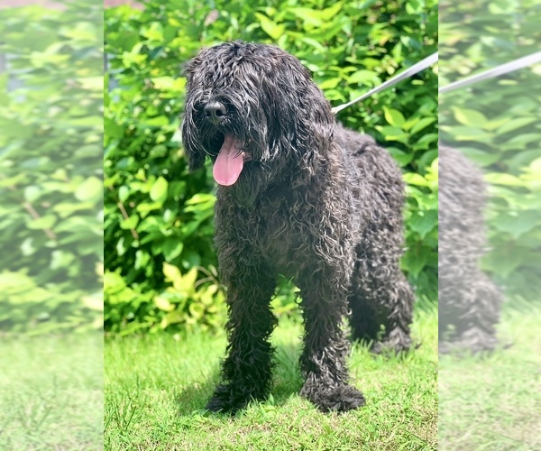 Medium Photo #3 Black Russian Terrier Puppy For Sale in S CHARLESTON, WV, USA