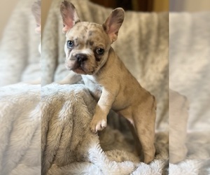 French Bulldog Puppy for Sale in IUKA, Mississippi USA