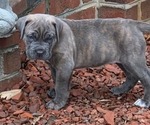 Puppy Sylvie Cane Corso
