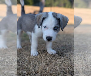 Siberian Husky-Unknown Mix Dogs for adoption in Bellevue, WA, USA