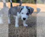 Small Siberian Husky Mix