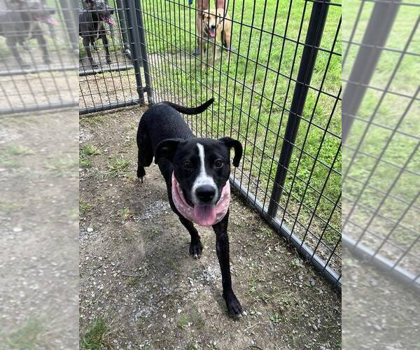 Medium Photo #2 Mutt Puppy For Sale in Abbeville, LA, USA